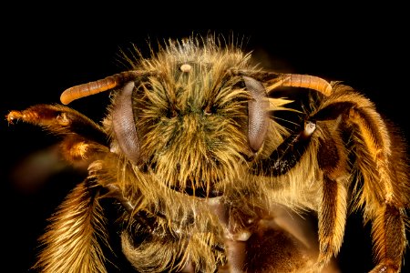 Andrena gnaphalii, f, face, Santa Barbara, CA 2016-08-12-17.38
