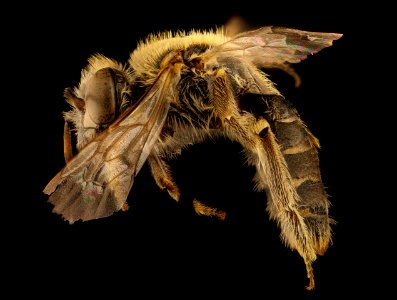Calliopsis coloradensis, f, left, Jackson Co., SD 2018-07-13-18.31