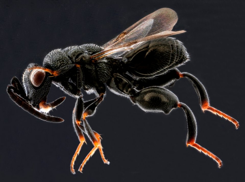 Psilochalcis wasp, side, Dominican Republic 2012-12-13-15.11.14 ZS PMax