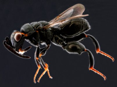 Psilochalcis wasp, side, Dominican Republic 2012-12-13-15.11.14 ZS PMax