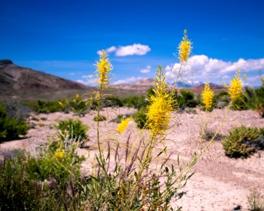 Flowers at Silver Island Mountains photo
