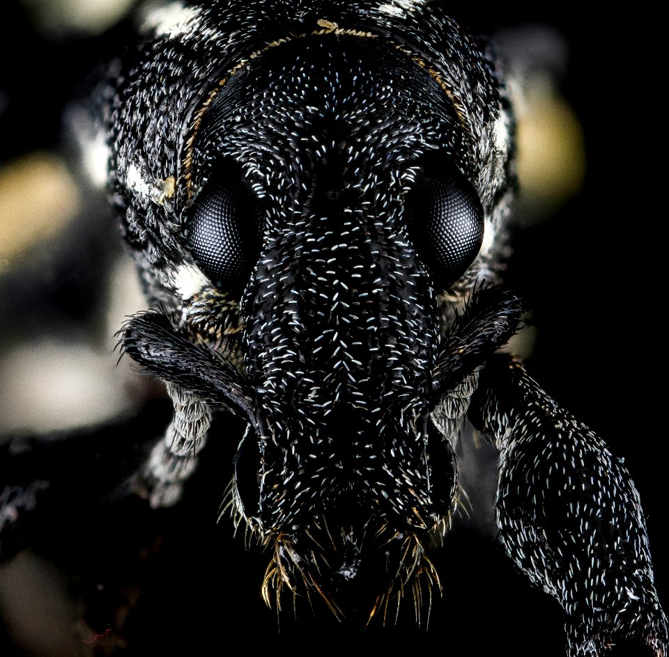 Curculionidae, U, face, La Ve Jarabacoa, Dominican Republic 2013-02-28-11.06.54 ZS PMax