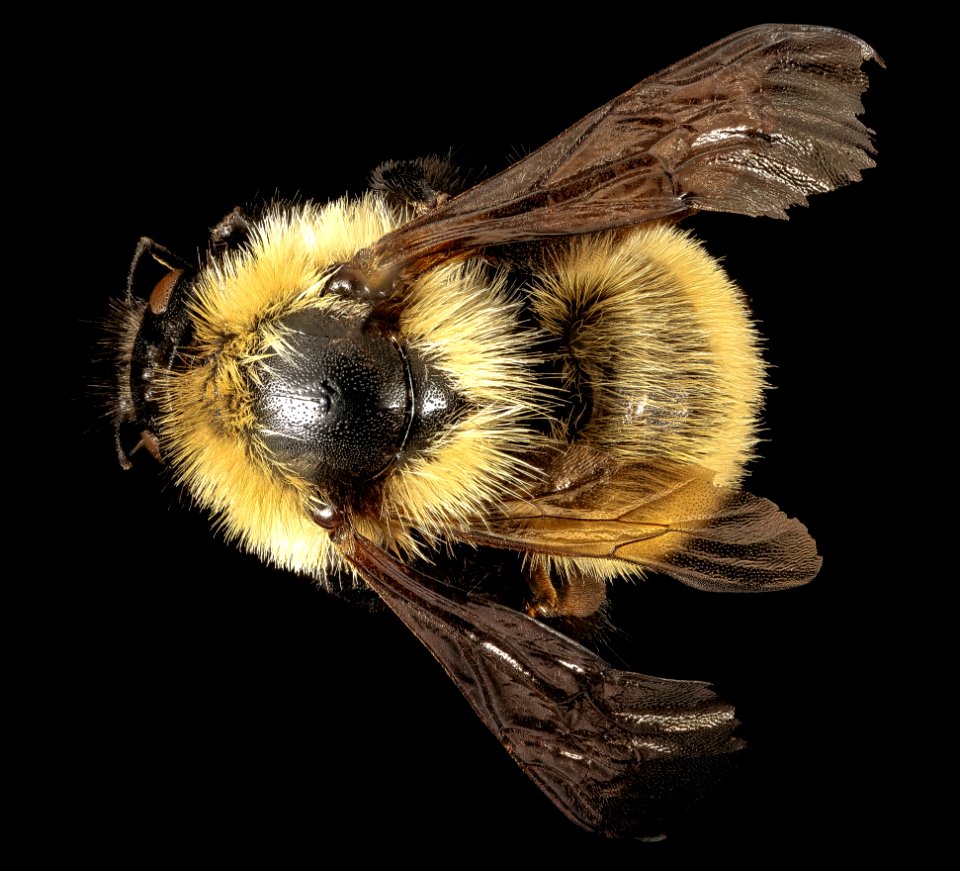 Bombus fervidus, f, back, National Arboretum, DC 2016-04-15-19.46