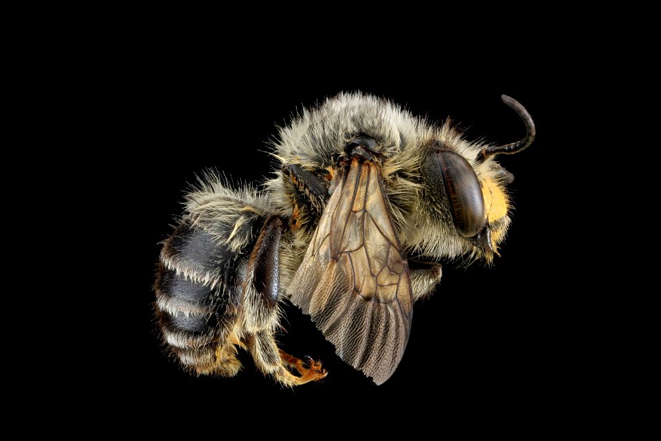 Anthophora terminalis, M, Side, PA 2013-06-26-15.52.20 ZS PMax