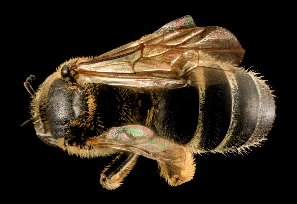 Lasioglossum coriaceum, F, Back, IN, Porter County 2014-04-11-16.22.43 ZS PMax
