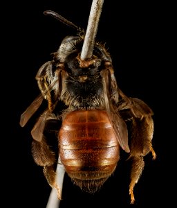 Andrena hybrida, F, Back, Greece, Aegean Islands, Lesvos, Aglassos 2015-02-24-14