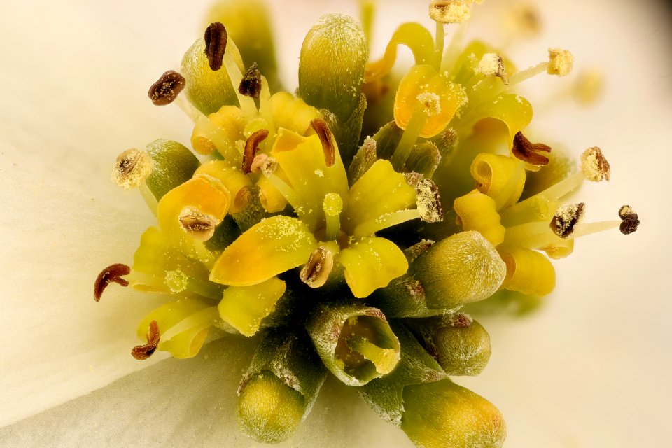 Cornus florida, 3 flr.,Dogwood,  Howard County, Md,  2018-05-17-15.42.01 ZS