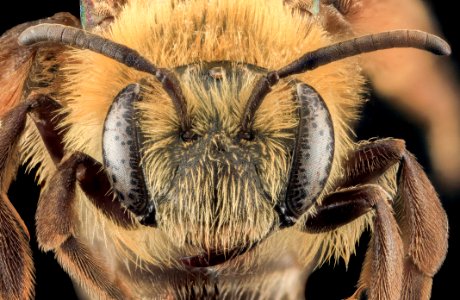 Andrena asteroides, F, Face, MD, Charles Co 2013-08-19-15.08.30 ZS PMax photo