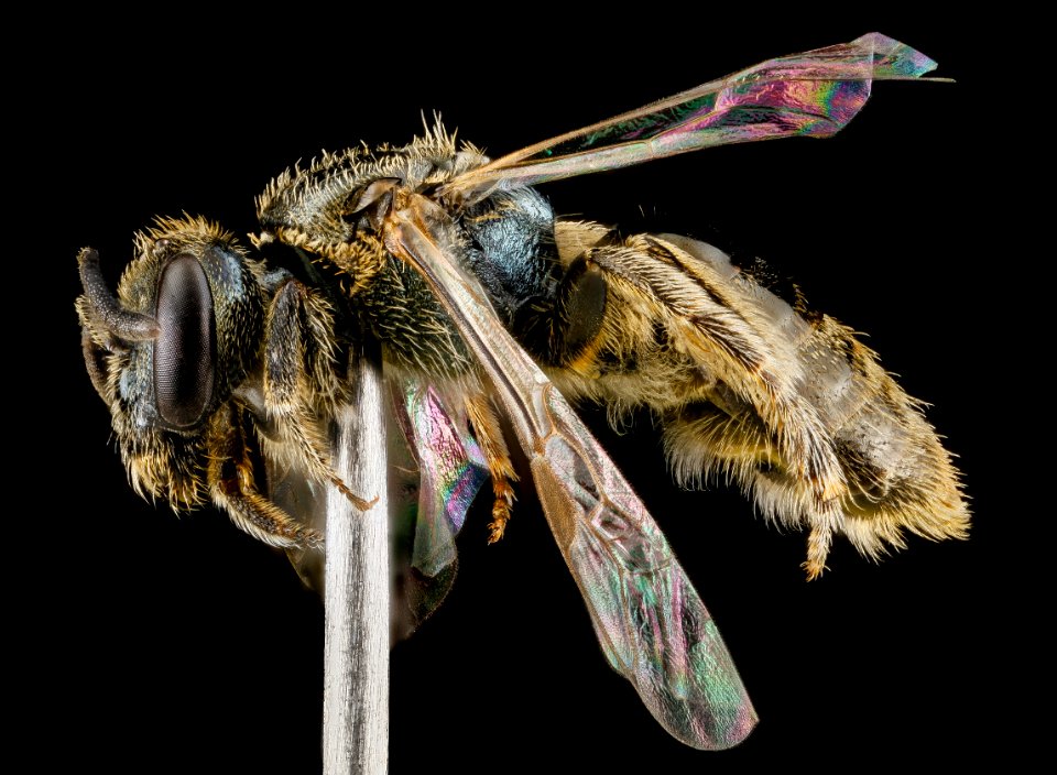 Lasioglossum lineatulum, female, left side 2012-07-12-17.17