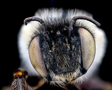 Anthophora terminalis, f, face, Cleveland, Ohio 2020-08-17-13.28.58 ZS PMax UDR
