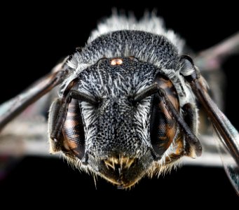 Heriades, female, face 2012-07-16-16.54.32 ZS PMax