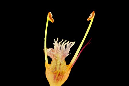 Collinsonia canadensis 2, Stoneroot, Howard County, Md, Helen Lowe Metzman 2019-03-22-17.55.24 ZS PMax UDR 1