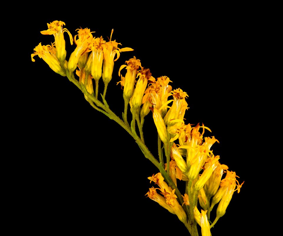Solidago odora 2, Sweet Goldenrod, Howard County, Md, Helen Lowe Metzman 2019-03-22-14.10.58 ZS PMax UDR