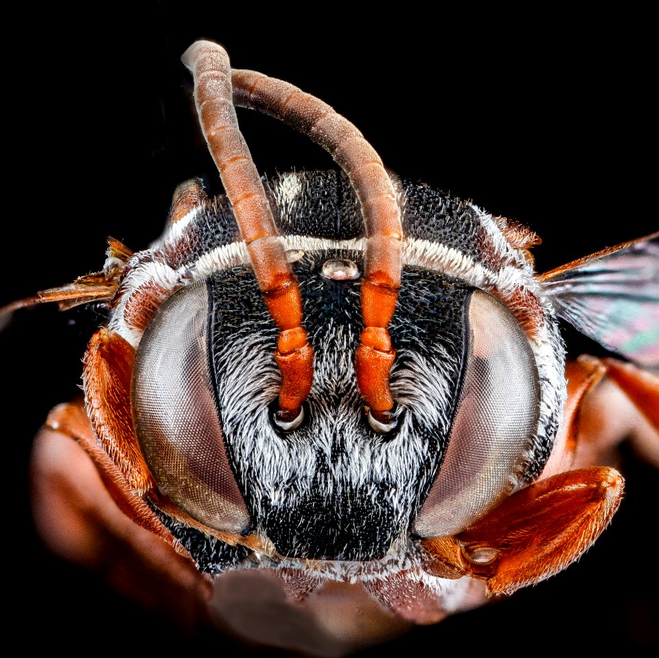 Epeolus zonatus, U, face, Georgia, Camden County 2013-02-14-14.42.17 ZS PMax
