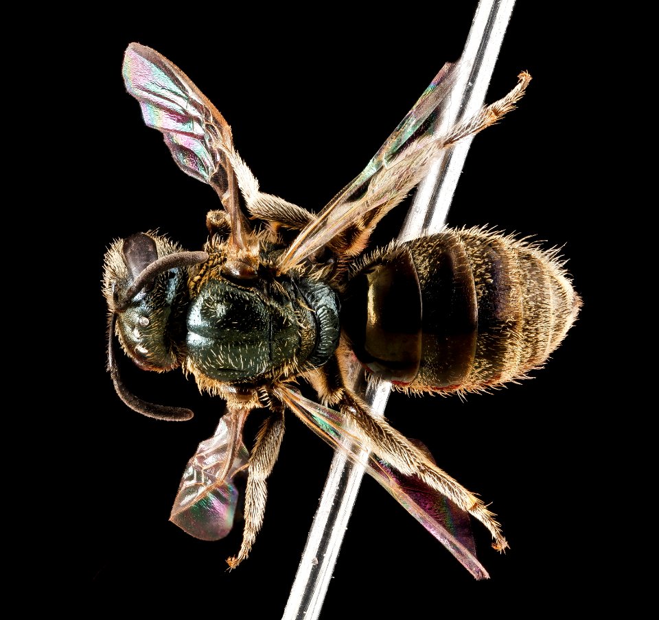 Lasioglossum lineatulum, female, top 2012-06-25-15.40
