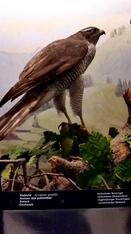 Accipiter gentilis