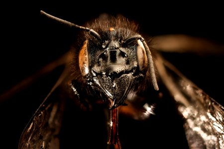 Osmia montana, face, f, Mariposa CA 2017-07-27-19.05