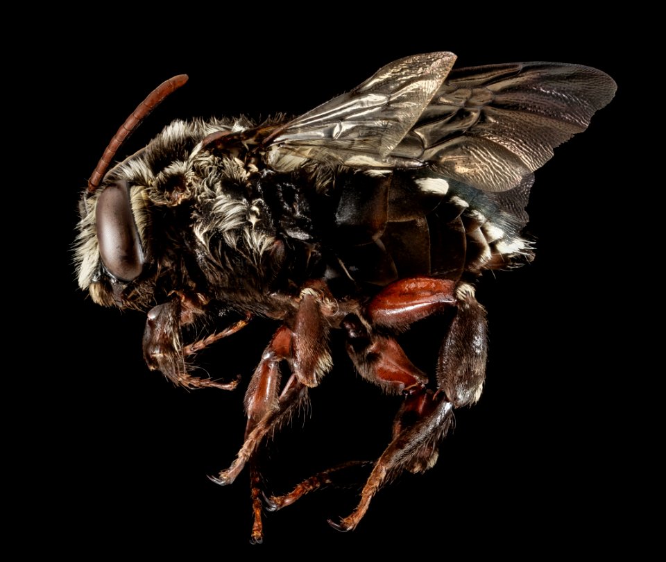 Mesoplia aff rufipes, M, side, Puerto Rico, Yauco 2014-09-26-10.22.25 ZS PMax