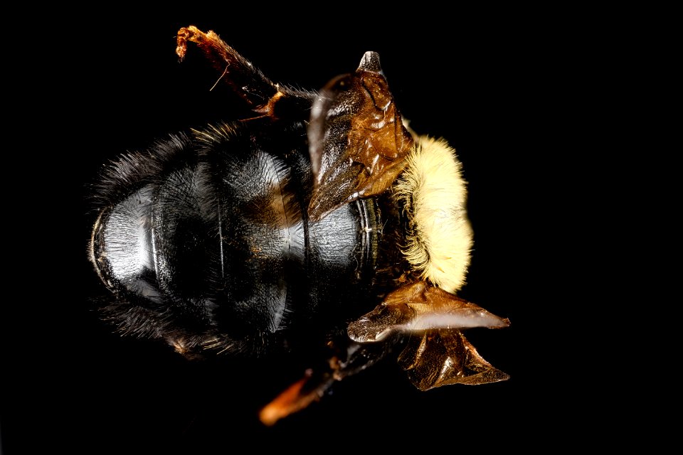 Bombus citrinus, U, back2, Maryland, Carolina County 2013-03-12-14.16