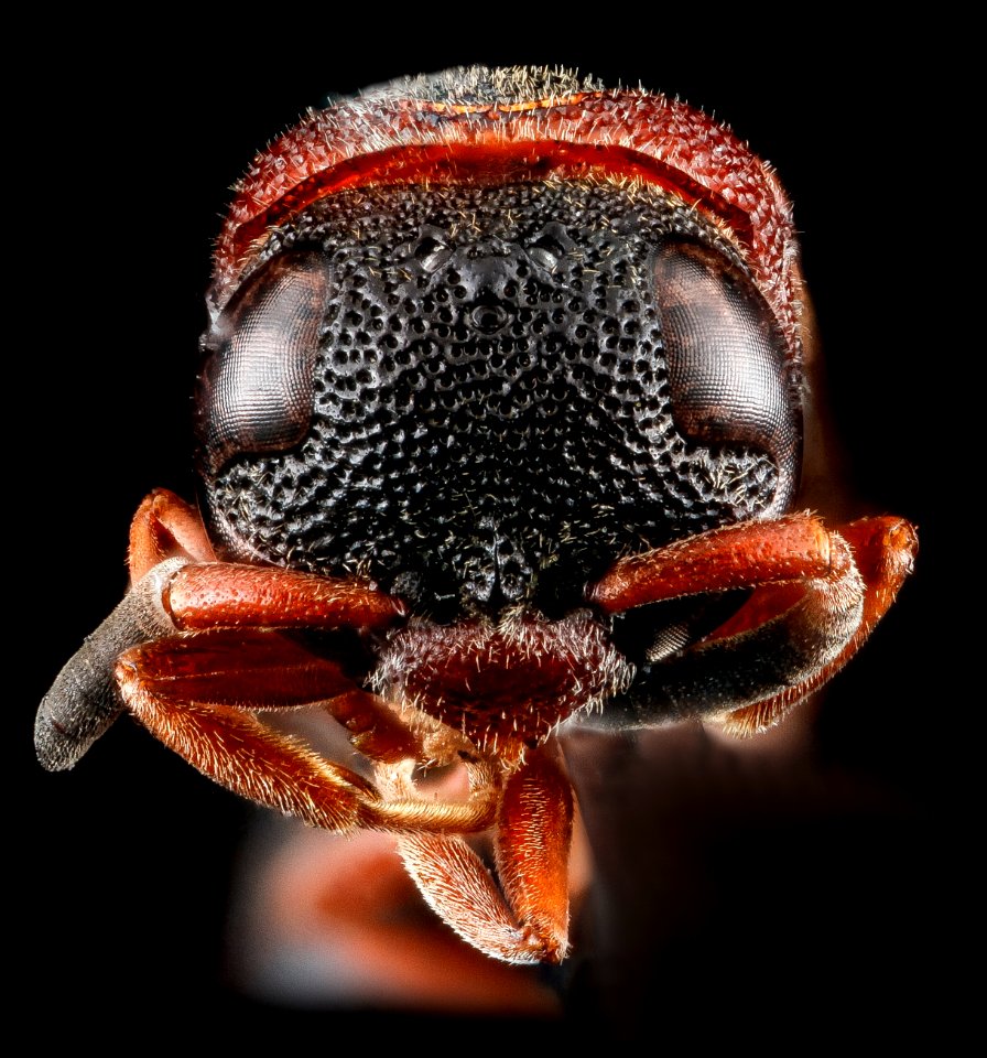 Leptochilus acolhuus, U, face, Florida, Miami-Dade County 2013-02-26-14.33.32 ZS PMax