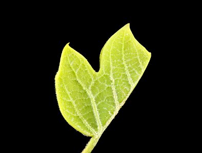 Liriodendron tulipifera, Tulip Poplar, Howard County, Md,  2018-05-17-17.29.30 ZS