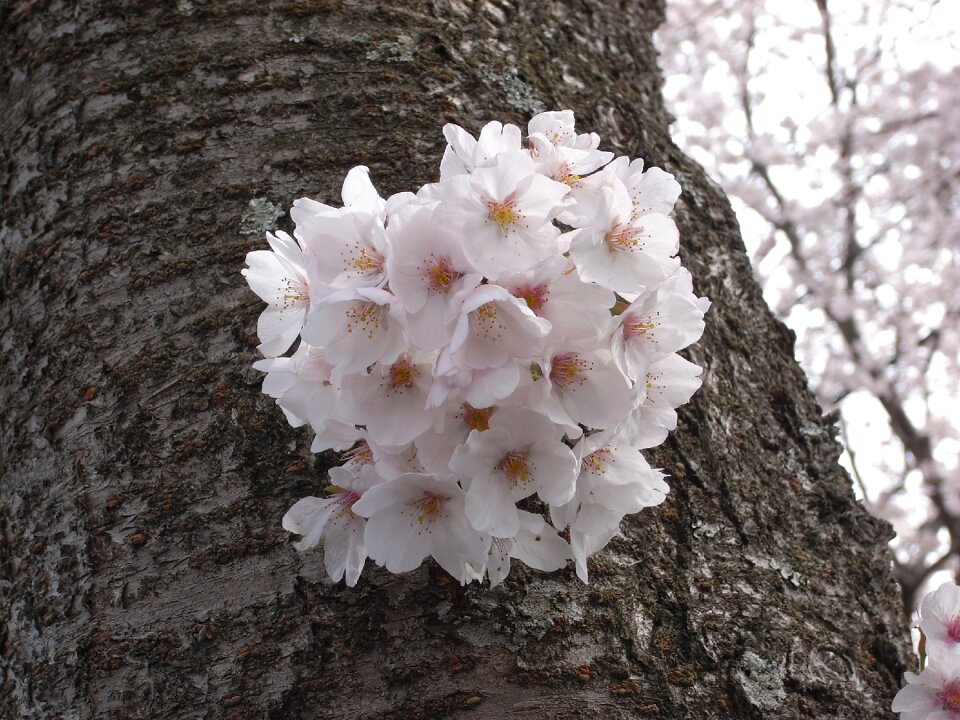 Cherry blossoms izu pink