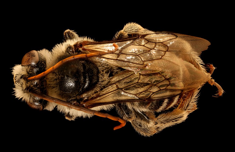 Melissodes denticulata, m, back, Montgomery, MD 2018-11-16-14.37.15 ZS PMax UDR
