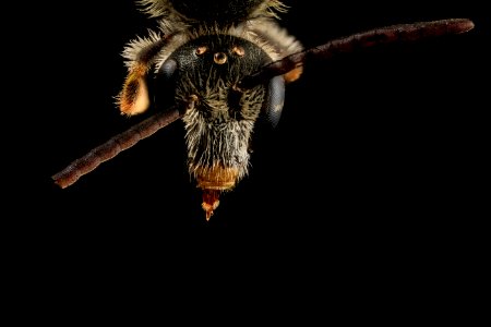 Lasioglossum albipes, m, face, france 2014-06-04-11.18