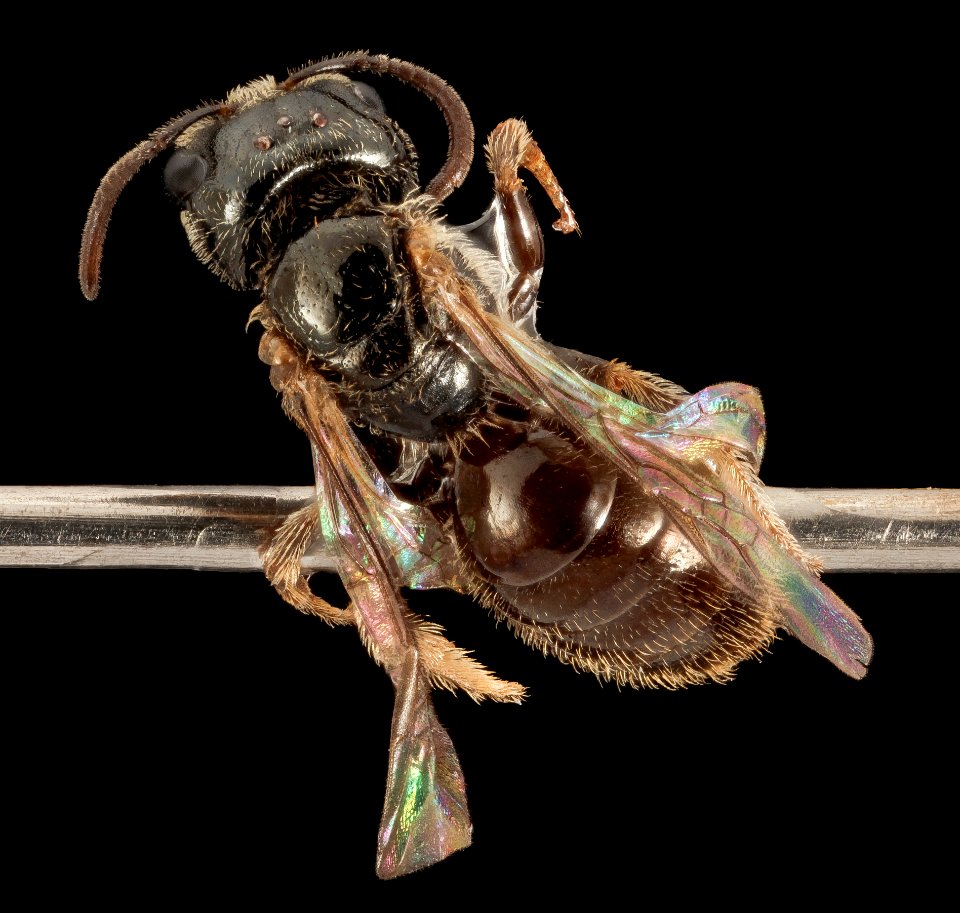 Lasioglossum lionotum, F, Back, MD, Baltimore County 2014-12-05-14.16