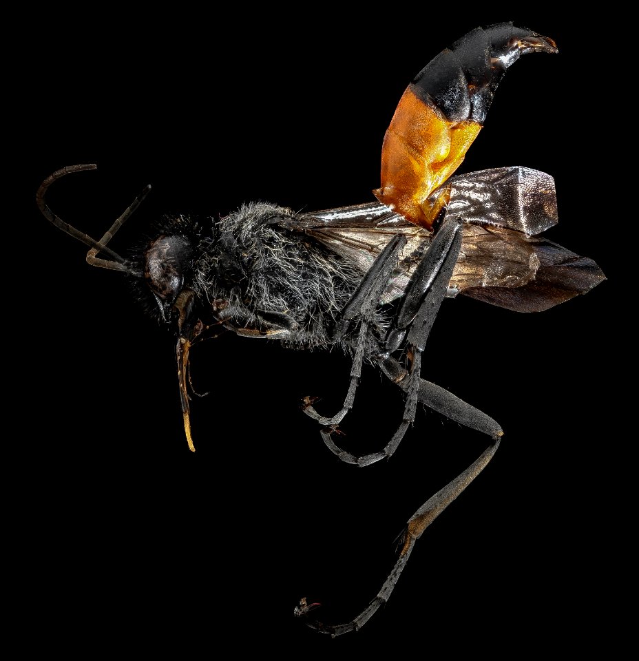 Wasp, F, side, Utah, Garfield County 2013-04-23-14.43.41 ZS PMax