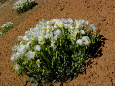 Dwarfbearclawpoppy LScott