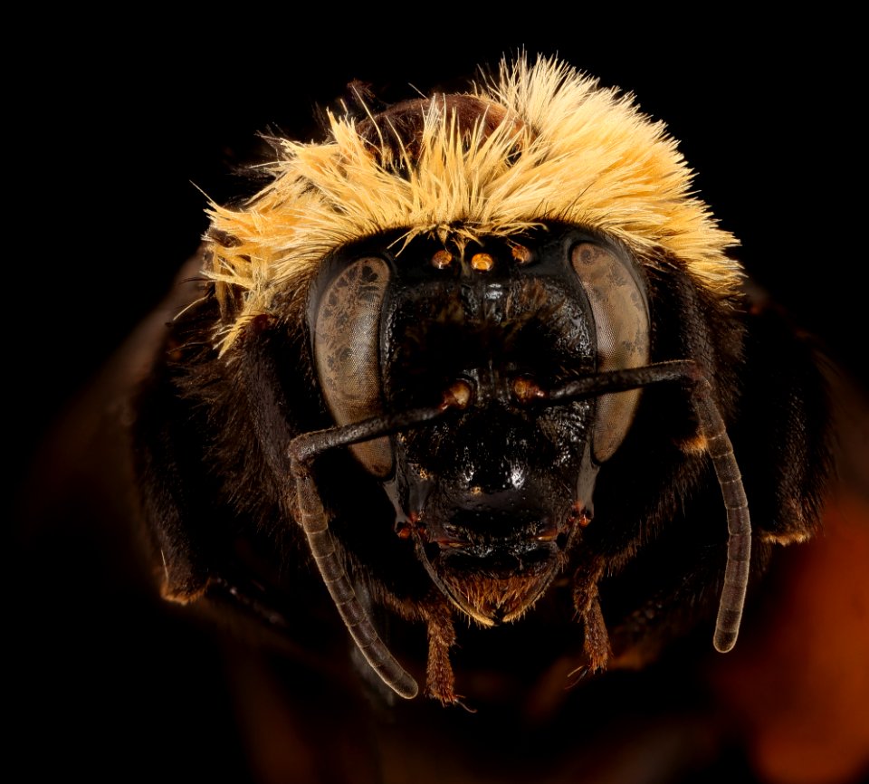 Bombus crotchii, f, face, Yolo Co, CA 2019-03-21-19.09.29 ZS PMax UDR-Recovered