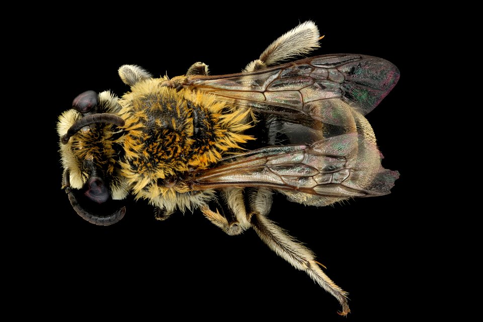 Colletes solidaginis, f, back, Suffolk, VA 2018-06-19-18.12.14 ZS PMax UDR