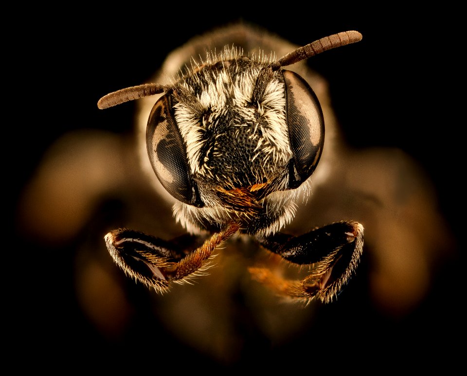 Ashmeadiella aridula astragali, f, face, Yolo, CA 2018-11-16-14.58.25 ZS PMax UDR