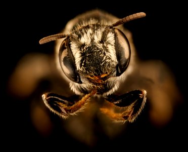 Ashmeadiella aridula astragali, f, face, Yolo, CA 2018-11-16-14.58.25 ZS PMax UDR