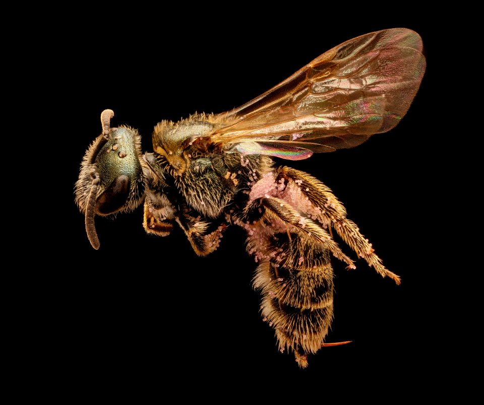 Lasioglossum versatum, f, left side, Centre Co., PA 2017-04-07-18.22