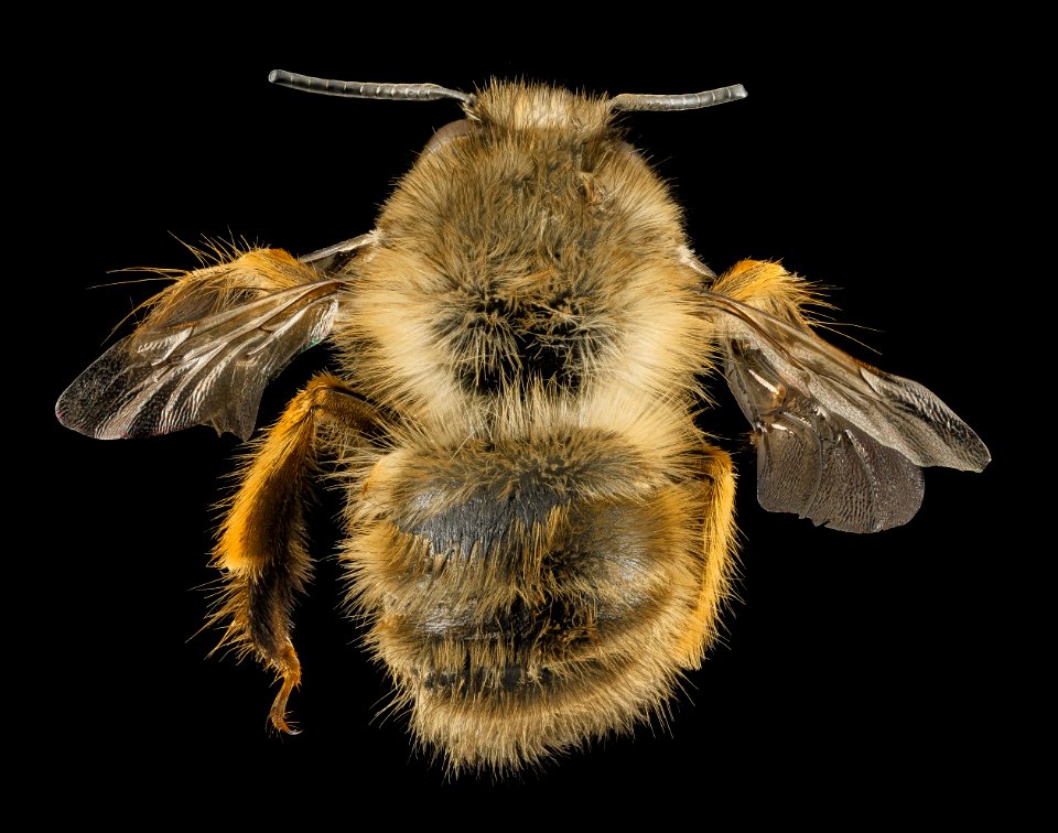 Anthophora villosula, M, Back, MD, PG County 2014-04-17-12.14