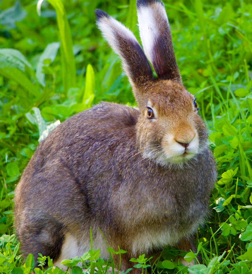 Animals hare portrait