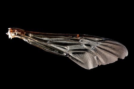 Habropoda-laboriosa,-unknown,-wing 2012-07-17-15.42.56-ZS-PMax