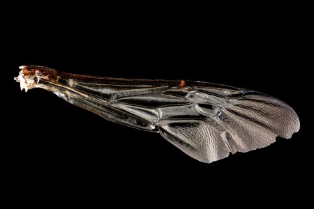 Habropoda-laboriosa,-unknown,-wing 2012-07-17-15.42.56-ZS-PMax photo