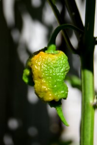 Ripening Carolina reapers