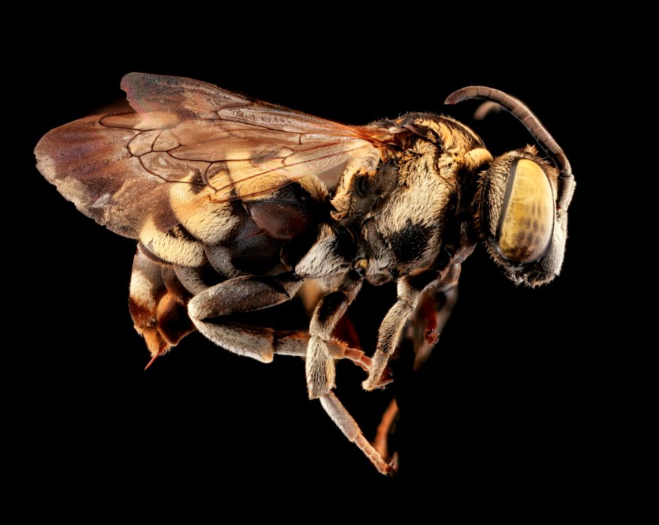 Triepeolus heterurus, f, right, Yolo Co., CA 2019-03-21-21.14.01 ZS PMax UDR