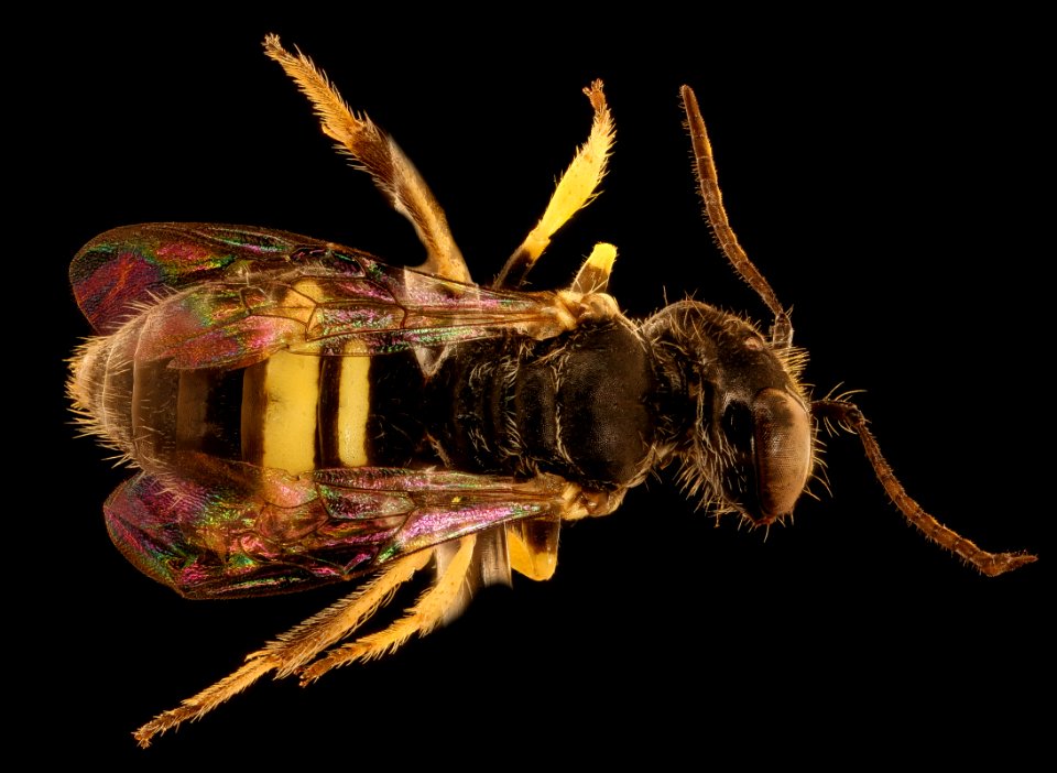 Liphanthus species, m, back, Site 20, Chile 2018-07-13-21.24