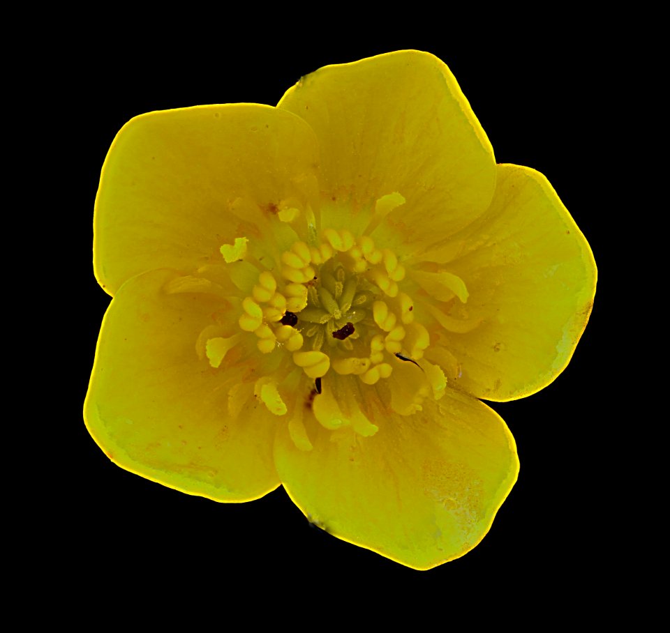 Ranunculus species 2012-05-31-13.27.08-ZS-PMax