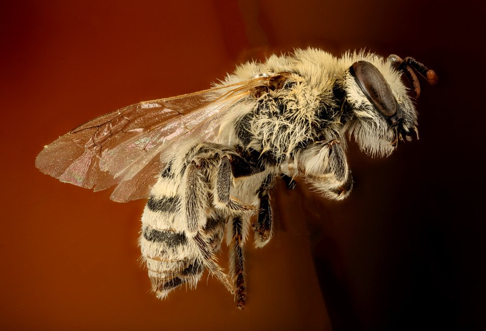 Colletes phaceliae, f, side, colorful, Pennington Co, SD 2016-02-02-12.50