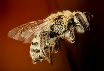 Colletes phaceliae, f, side, colorful, Pennington Co, SD 2016-02-02-12.50 photo