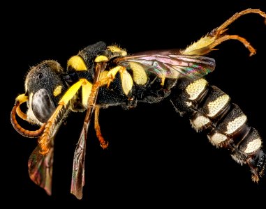 Cerceris hatuey, female, side, Cuba 2012-09-05-17