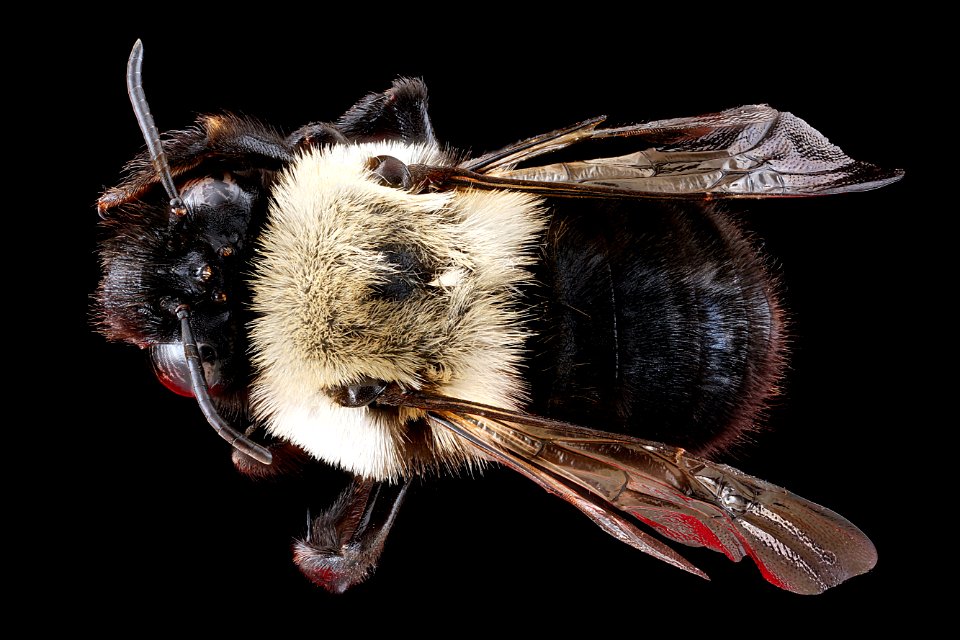 Anthophora-abrupta,-female,-back 2012-07-09-16.34.25-ZS-PMax