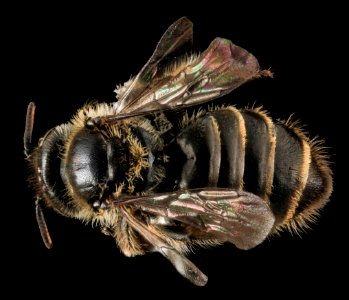 Calliopsis andreniformis, F, Back, MD, Carroll County 2013-07-24-14.56.03 ZS PMax