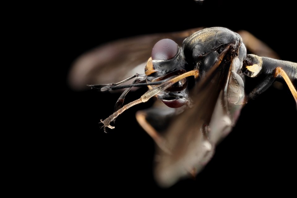 Physocephala tibialis, side, scarpulla, vriginia 2014-07-09-18.25